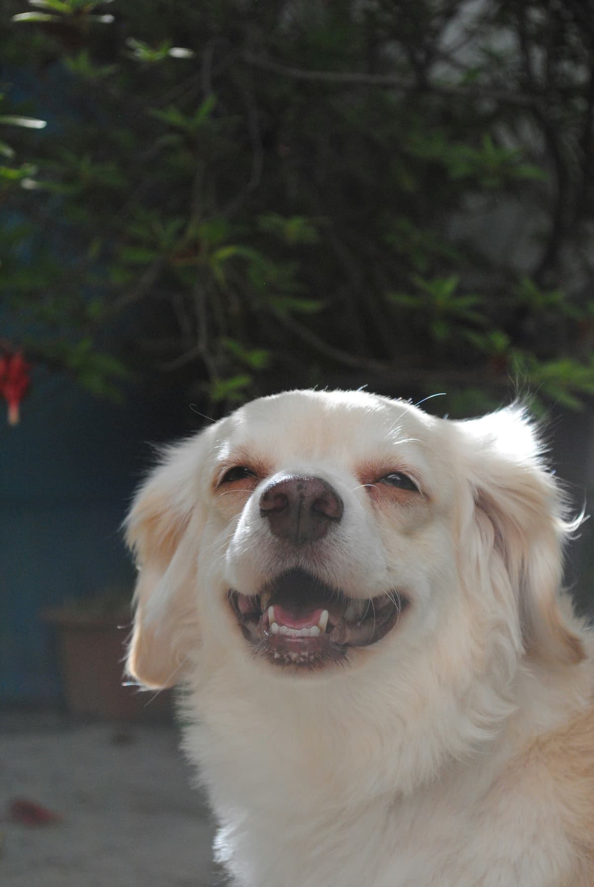 A dog with its mouth open, photographed by Jose Castillo on Unsplash