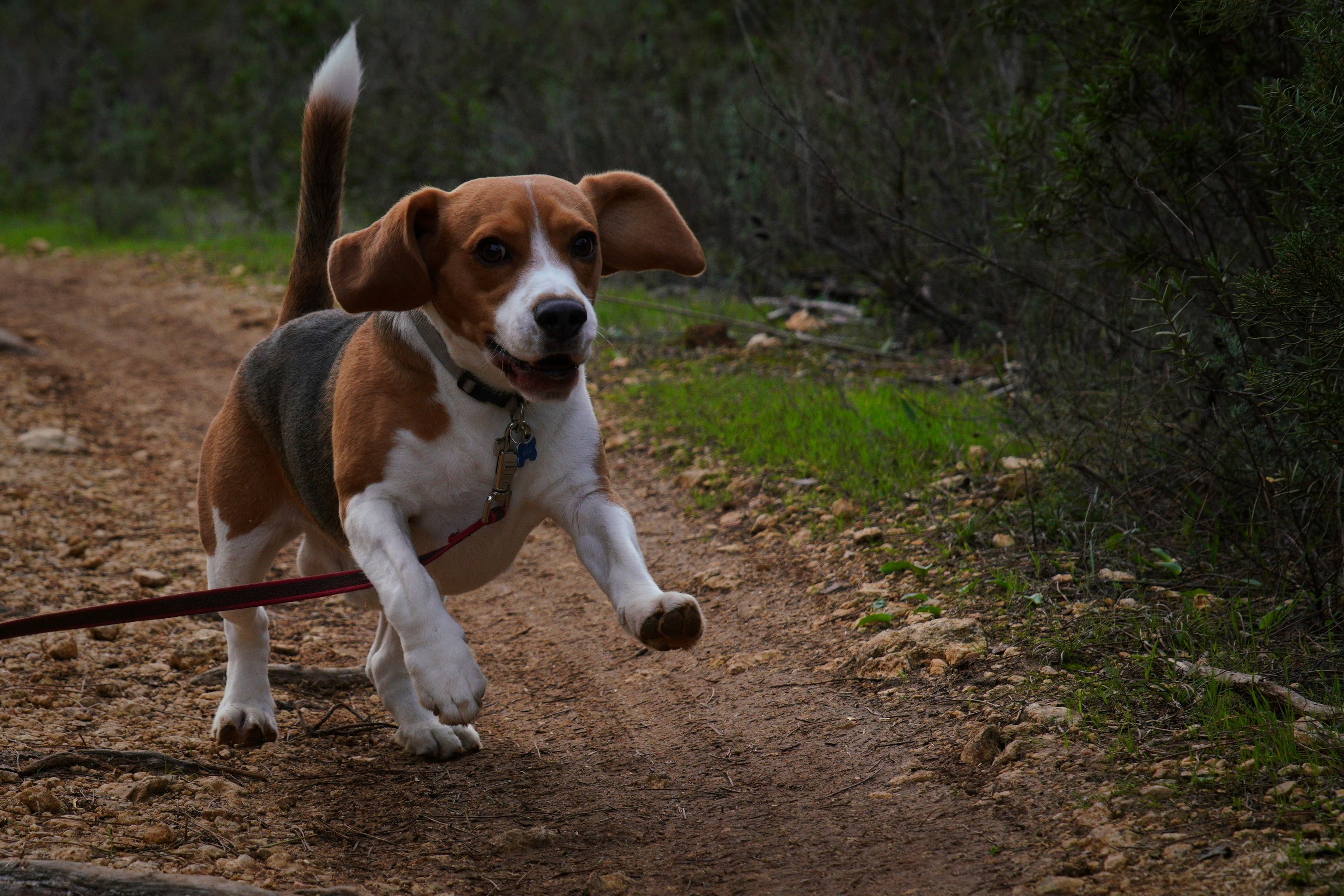 Luna, a beagle