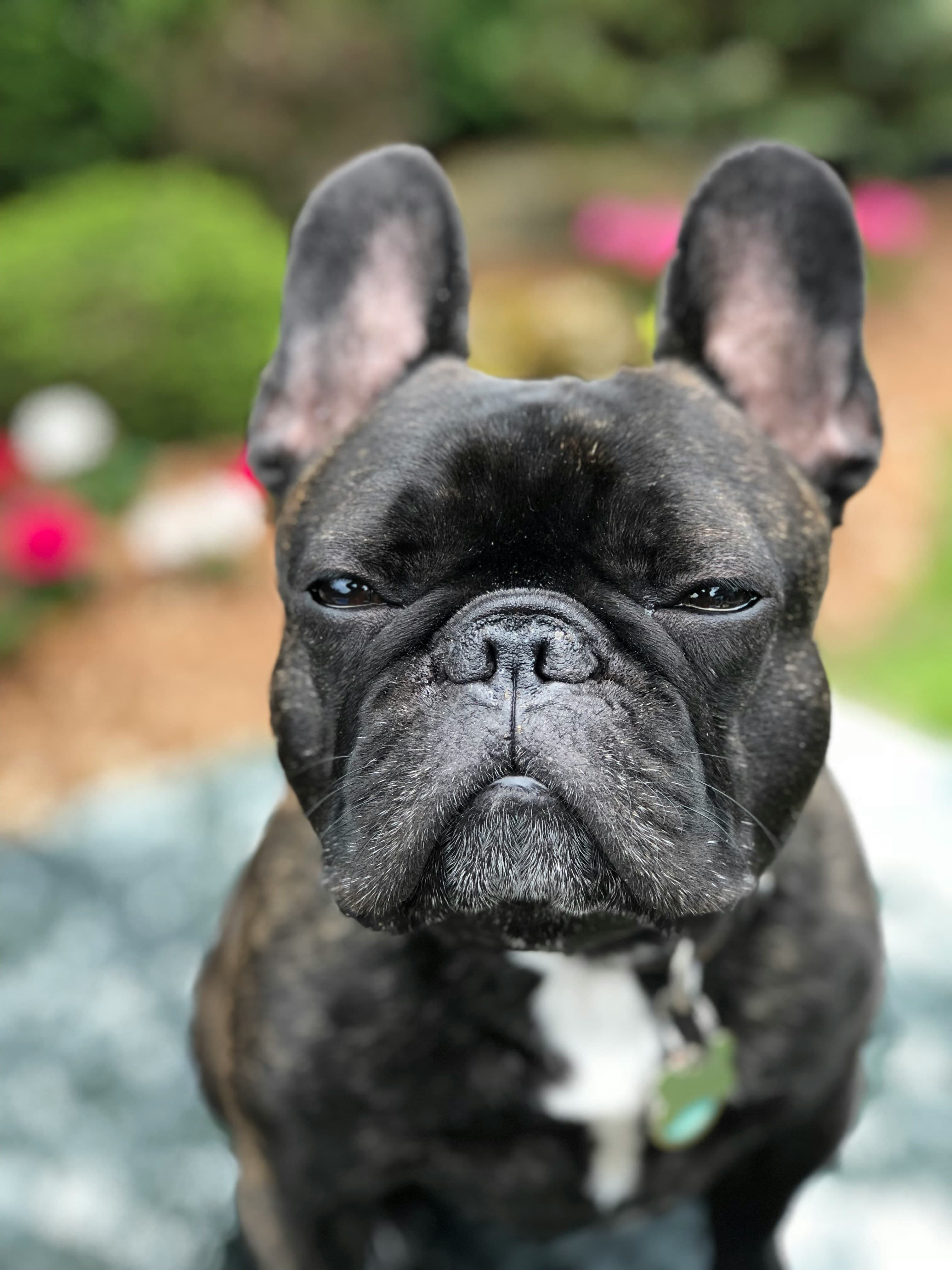 Bella, a french bulldog