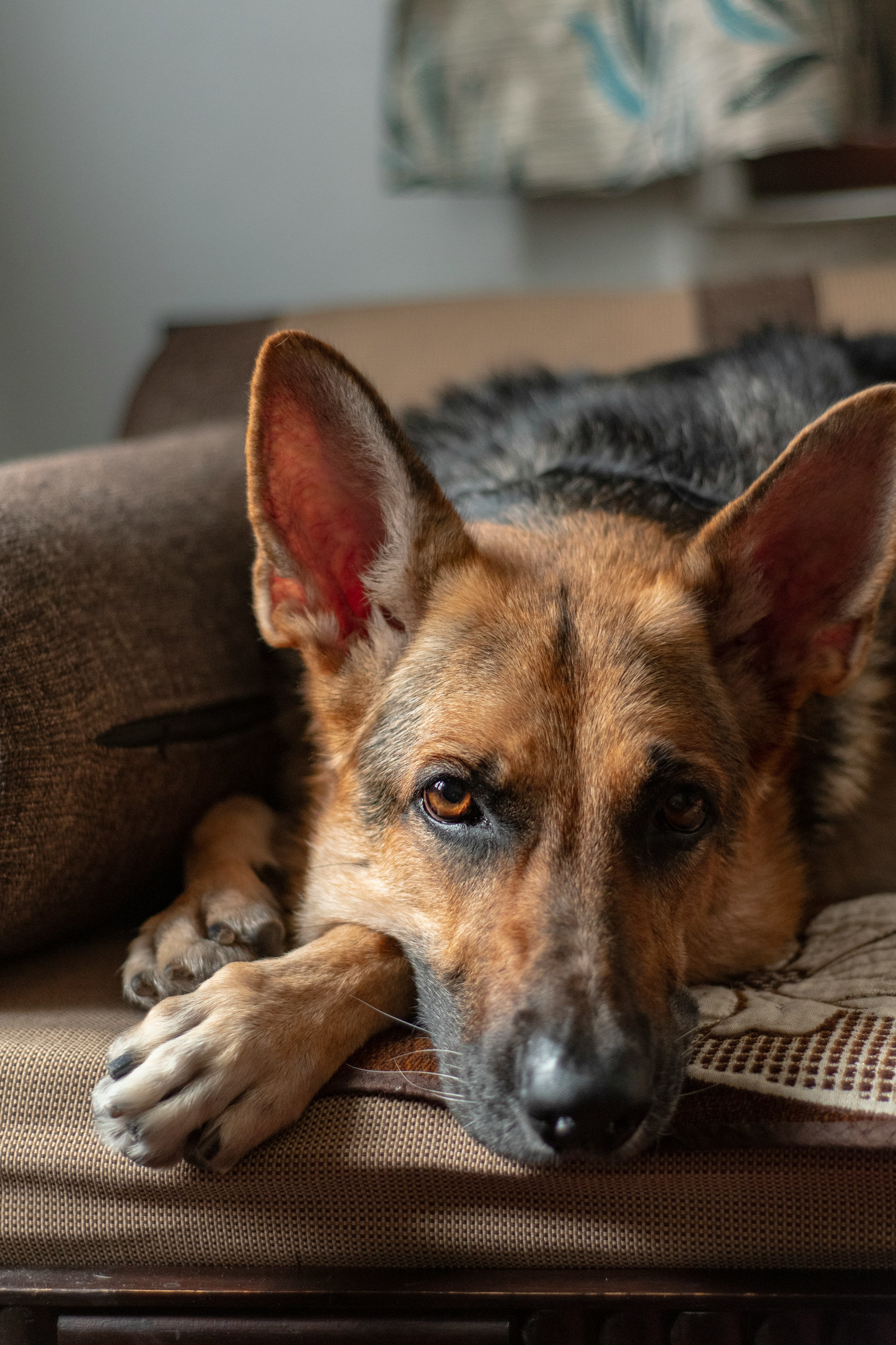 Rocky, a german shepherd