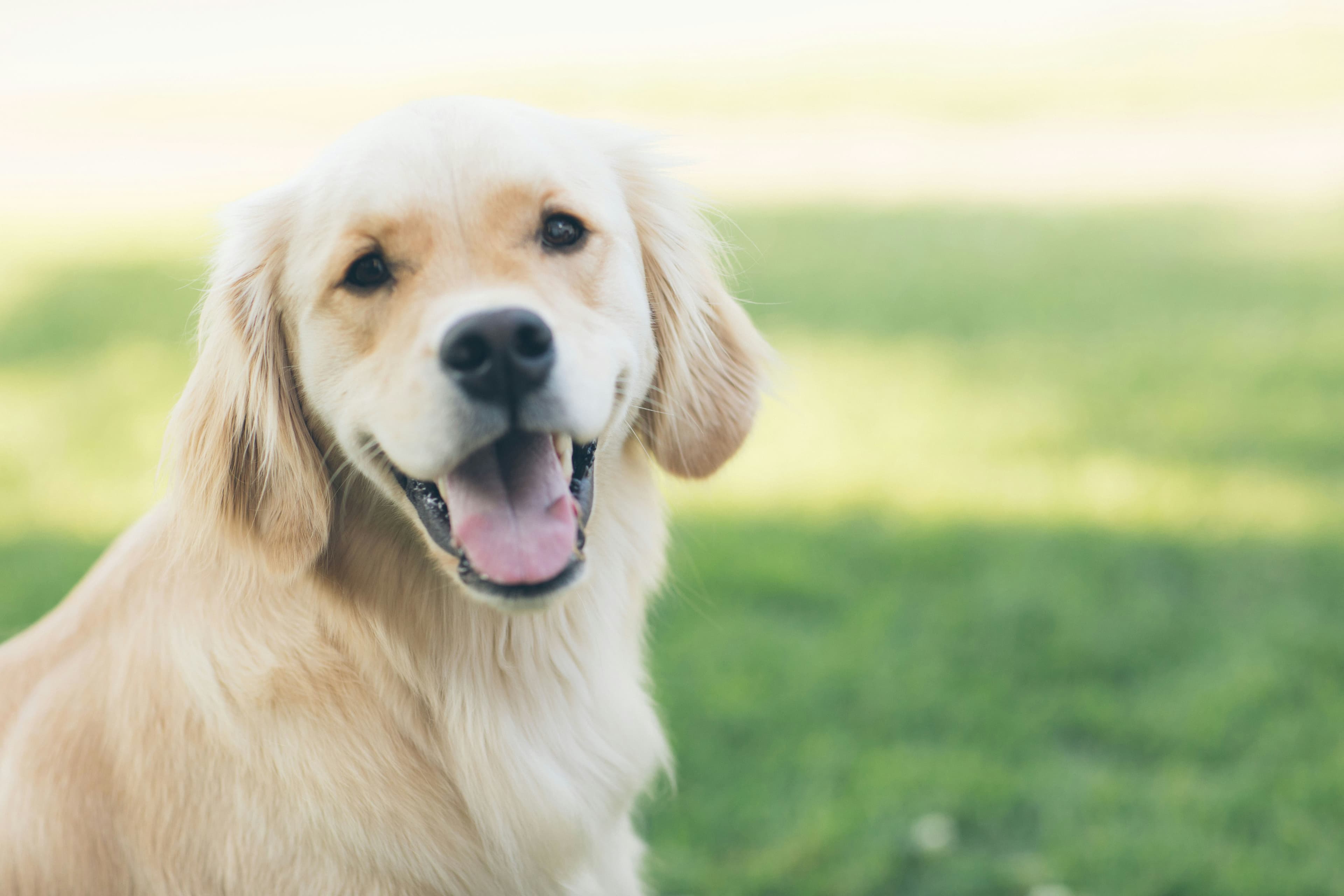 Max, a golden retriever