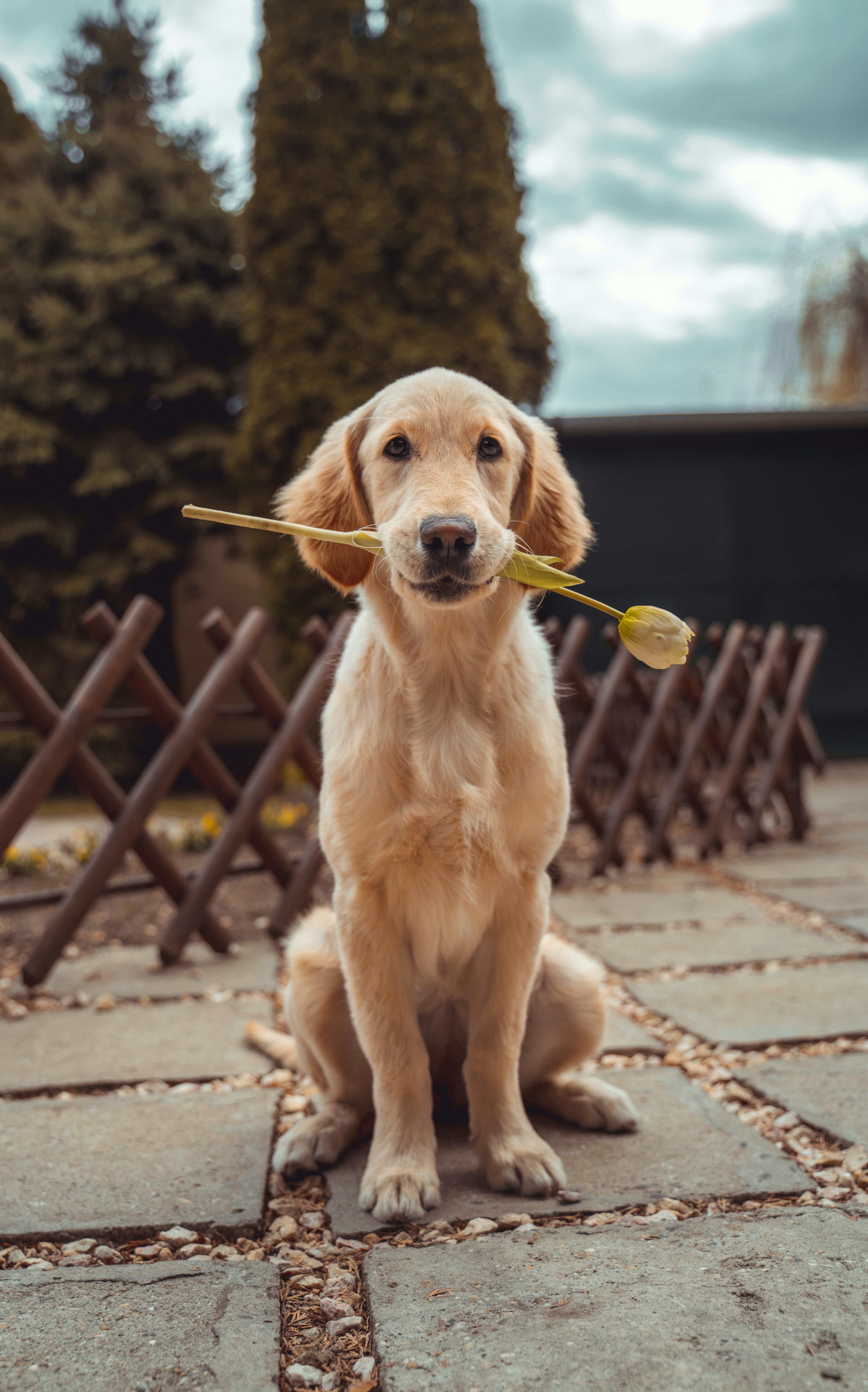 A happy dog sitting and looking at the camera
