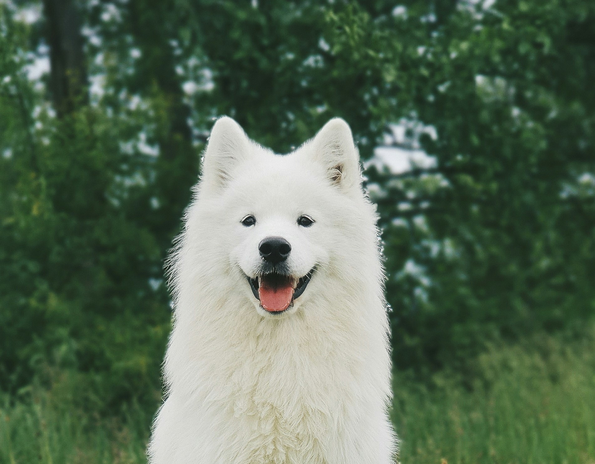A dog being assessed for body condition